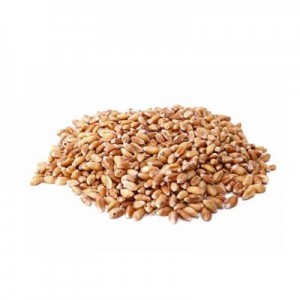 Trigo em Grão (Fracionado - Embalagem 200g)